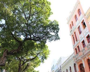 Mapa inédito do Recife Antigo traz raio X de 500 árvores