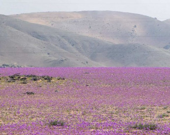 Deserto do Atacama, o mais árido do mundo, está tomado por flores
