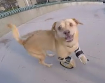 Cadela ganha próteses e consegue correr pela primeira vez