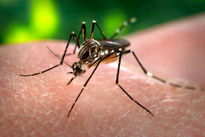 aedes aegipty. James Gathany/creative commons