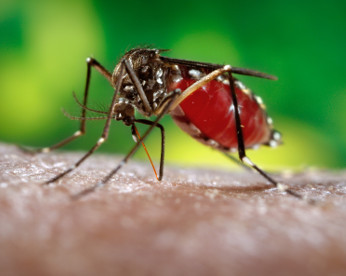 “Primo” do Aedes Aegypti causa surto de dengue no Havaí
