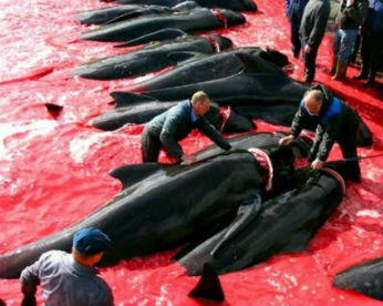 Em protesto à caça de baleias na Islândia, Anonymous promove ataque virtual ao governo