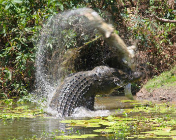 Crocodilo gigante canibal devora outro em imagens impressionantes