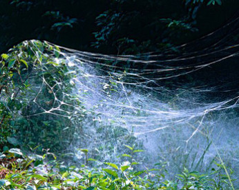 Até 50 mil aranhas podem viver em um único conjunto de teias no Peru
