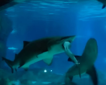 Tubarão come outro em aquário da Coréia do Sul
