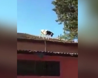 Vaca é flagrada pulando de telhado de segundo andar