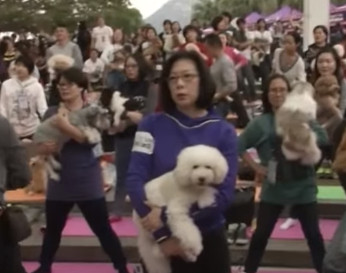 Multidão se reúne para quebrar recorde de aula de ioga para cachorros