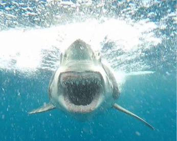 Tubarão é flagrado em posição de ataque por turista na Austrália