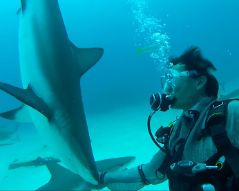 Vídeo mostra profissionais hipnotizando tubarões