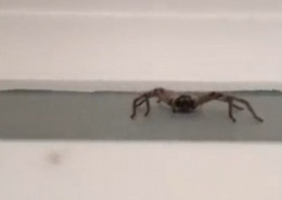 Cinegrafista é surpreendido com o ataque de uma aranha