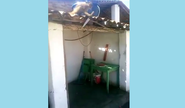 Militares são chamados para deter macaco com peixeira, no Sertão da Paraíba