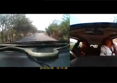 Cobra sobe em painel de carro em movimento e “toma lugar” de passageiros