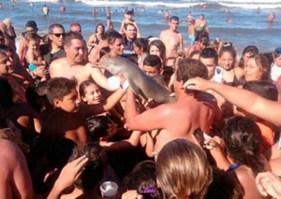 Por selfies, banhistas tiram bebê golfinho da água, que acaba morrendo