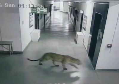 Leopardo invade escola infantil e deixa 4 homens feridos