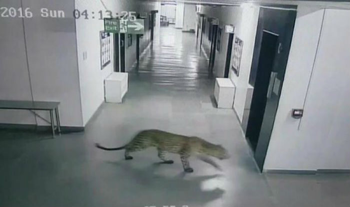 Leopardo invade escola infantil e deixa 4 homens feridos