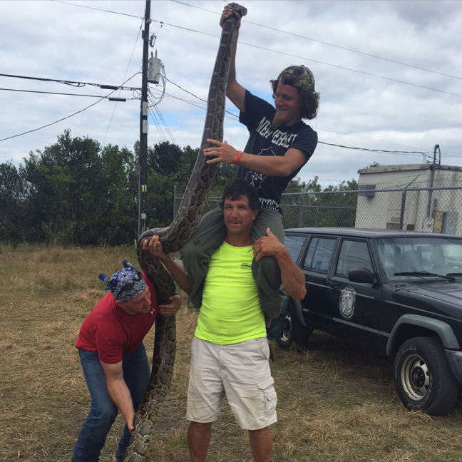 Com as mãos e munidos de fronhas, caçadores capturam 106 pítons, na Flórida