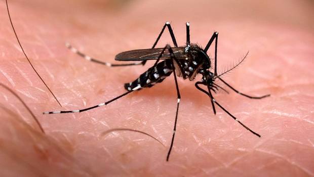Zika vírus é identificado, pela primeira vez, em mosquito selvagem