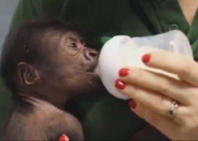 Gorila em extinção nasce por cesariana no Reino Unido
