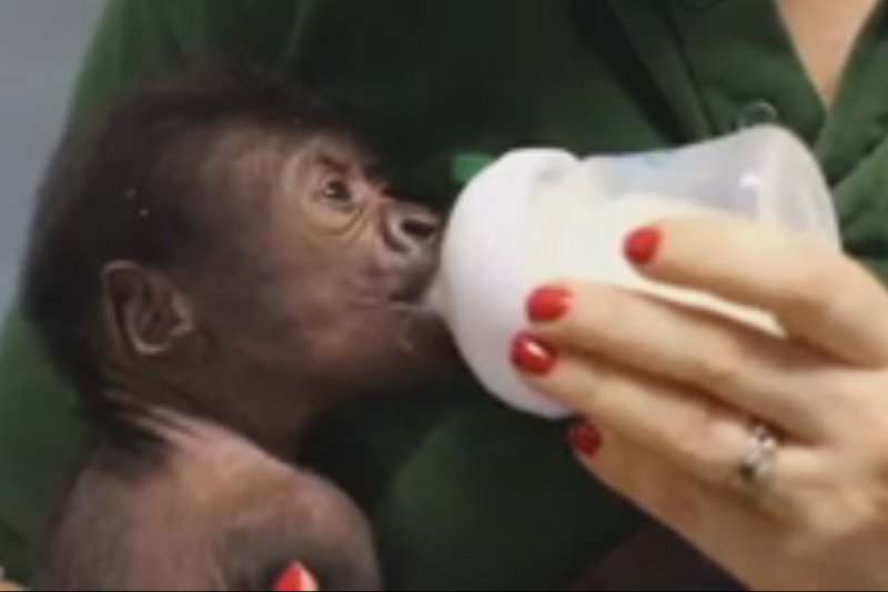 Gorila em extinção nasce por cesariana no Reino Unido