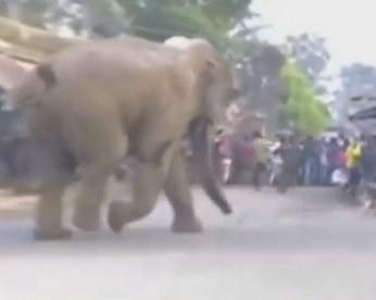 Elefante selvagem causa tumulto em cidade indiana