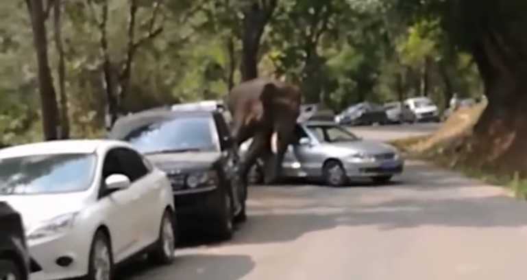 Desiludido no amor, elefante danifica 15 carros na China