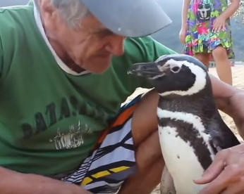 Pinguim volta todo ano para visitar brasileiro que o salvou