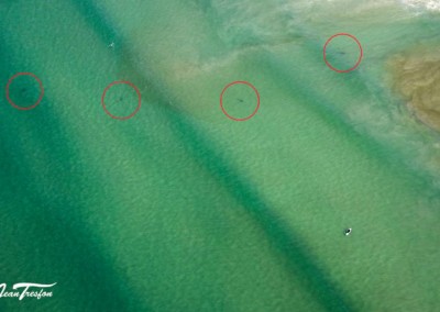 Surfista é rodeada por cinco tubarões, na África do Sul