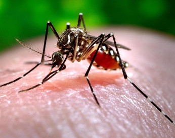 Homem é diagnosticado com zika, dengue e chikungunya ao mesmo tempo