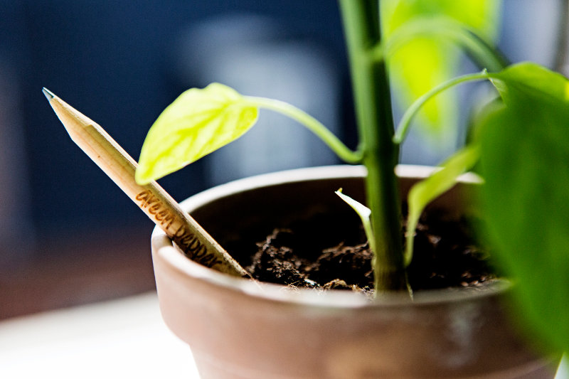 Inovação: lápis pode germinar e virar uma planta