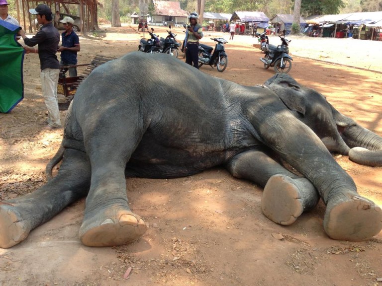 Elefanta morre de exaustão ao transportar turistas em calor de 45°