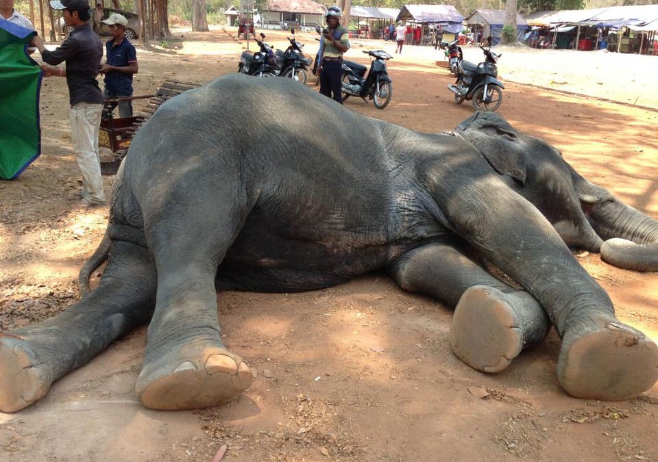 Elefanta morre de exaustão ao transportar turistas em calor de 45°