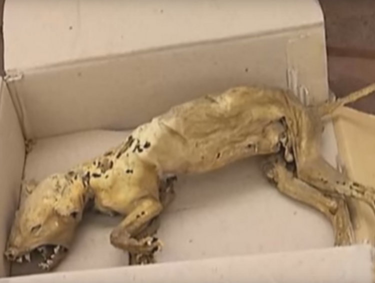Múmia de suposto chupacabra é encontrada na Ucrânia