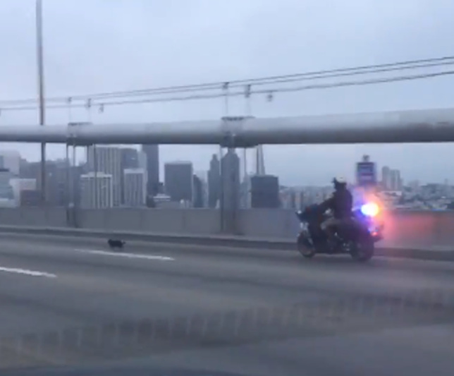 Chihuahua é perseguido pela polícia em ponte, nos EUA