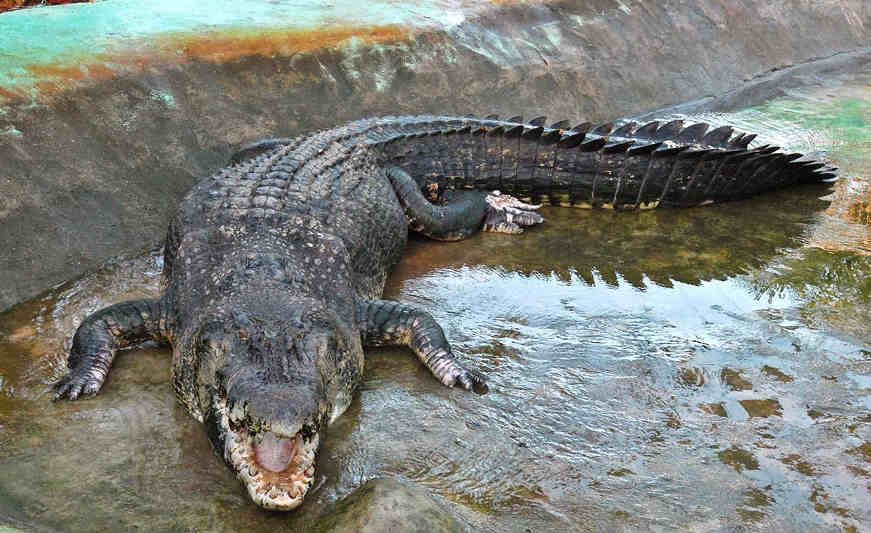 Homem salva amigo ao lutar com crocodilo em rio