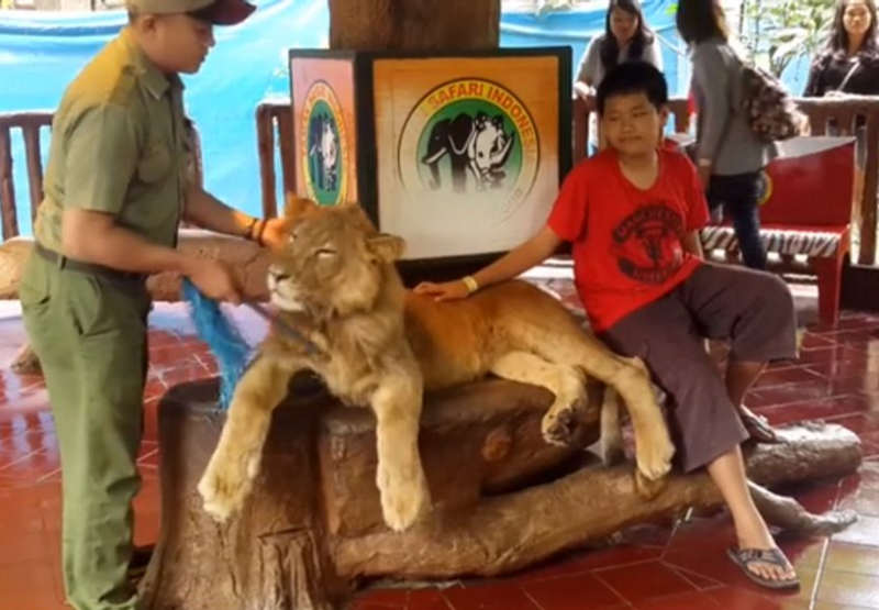 Vídeo mostra leão drogado por safari para sair em fotos com turistas