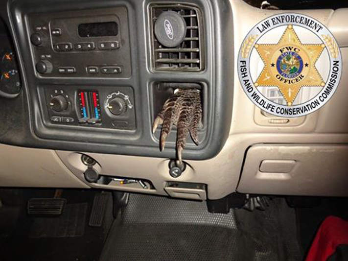 Em operação no trânsito, oficiais encontram pata de jacaré em painel de caminhão