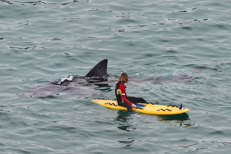 Tubarão gigante surpreende surfistas e é fotografado