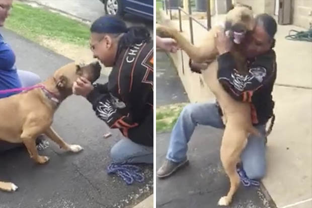 Vídeo: cão reencontra dono após dois anos