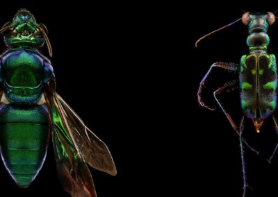 Fotógrafo registra detalhes impressionantes de insetos