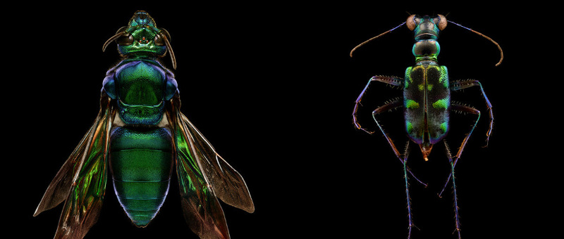 Fotógrafo registra detalhes impressionantes de insetos