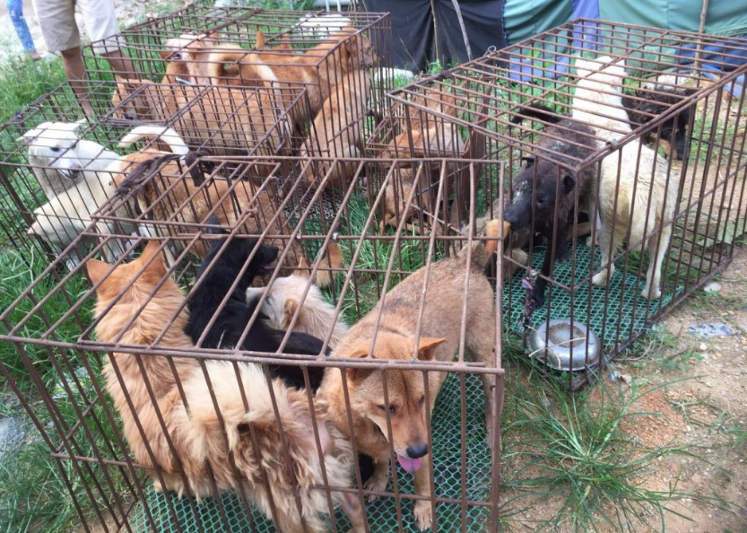 Cachorros são resgatados de abate em festival chinês