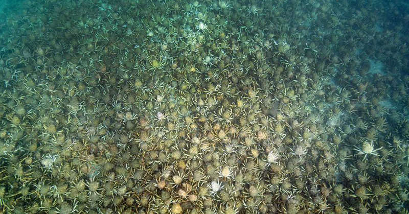 Mar de caranguejos gigantes é registrado na Austrália