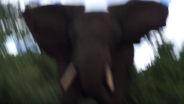 Homem é atacado por elefante e registra o momento