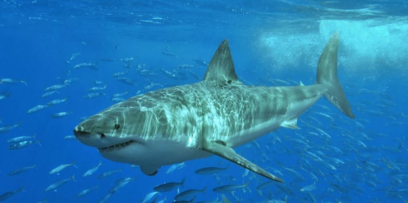 Duas pessoas são mortas, em uma semana, por tubarão “gigante”, na Austrália