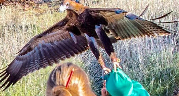 Mulher flagra águia tentando capturar criança em parque