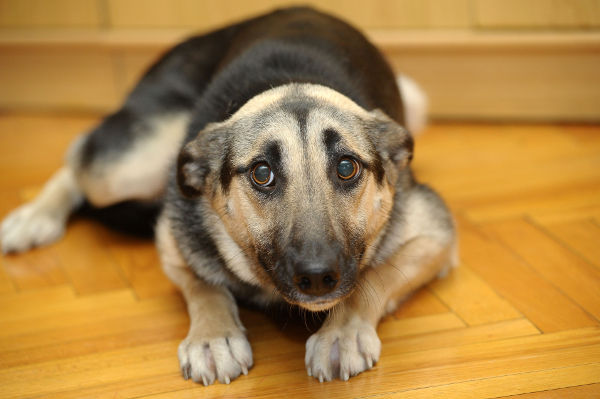 Medicamento promete ajudar cachorros com fobia a barulho