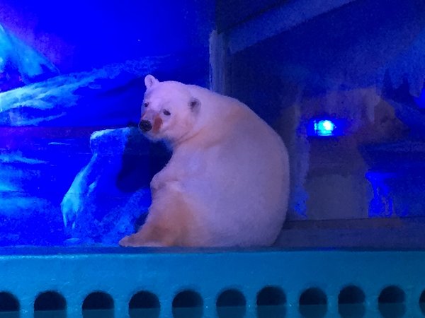 “Urso polar mais triste do mundo”, deixa jaula onde vivia dentro de shopping