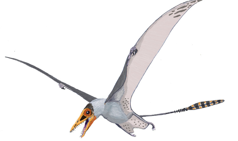 Qual a diferença entre Pterossauro, Pterodáctilo e Pteranodon? 