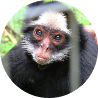 Parque Dois Irmãos acolhe 'Liz', uma bebê macaco de espécie