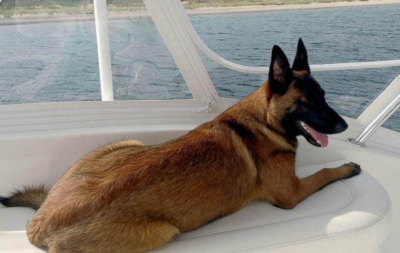 Depois de cair de barco, cão nada seis milhas em lago